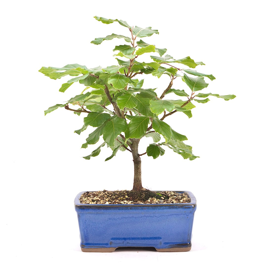 Rotbuche 'Fagus sylvatica'